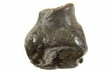 Fossil Dinosaur (Ankylosaurus) Tooth - Montana #338968-1